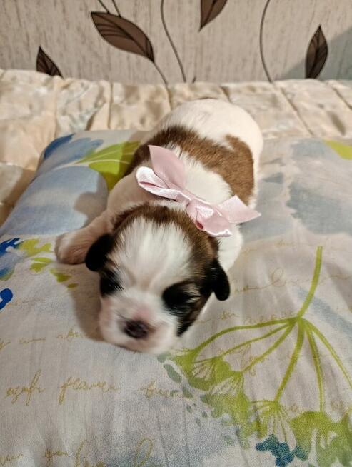 Urocze suczki shih tzu tricolor