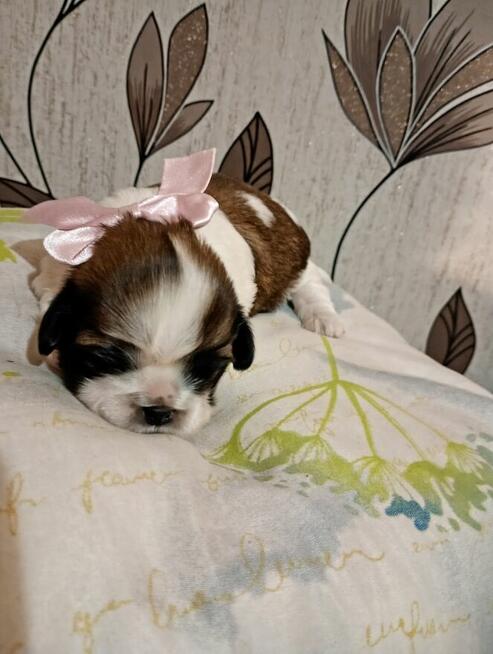 Urocze suczki shih tzu tricolor