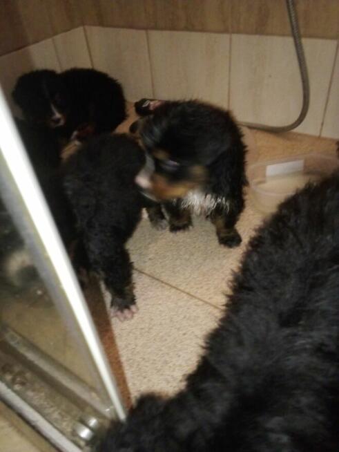 Berneński Pies Pasterski