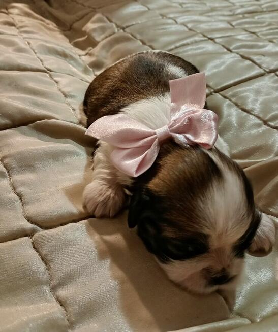Urocze suczki shih tzu tricolor