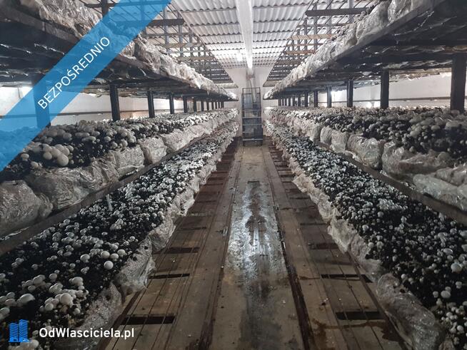 Sprzedam murowaną nieruchomość, magazyny, produkcja.