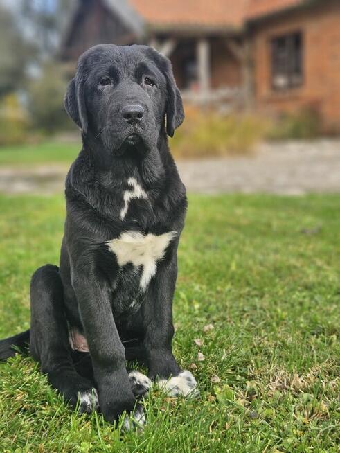 Suczka Ałabaj, owczarek środkowoazjatycki