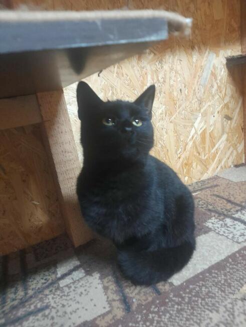 Bardzo proszę o dom! Pokochaj mnie!