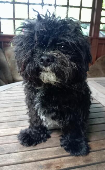 Russkaya Tsvetnaya Bolonka Gibson