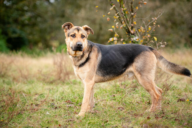Magnus - młodziutki, wesoły, przyjazny psiak!