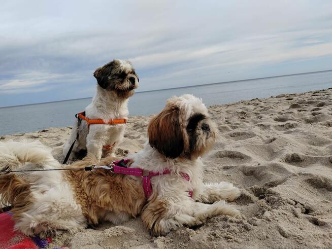 Urocze suczki shih tzu tricolor