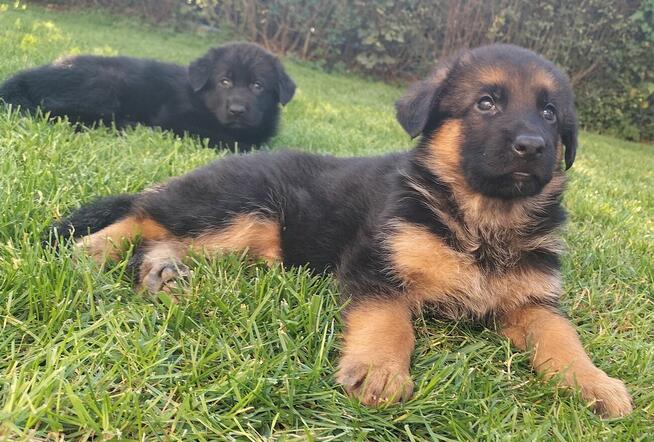 Owczarek niemiecki FCI szczenięta ,