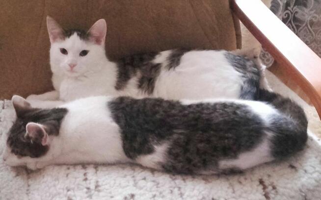 Chłopaki słodziaki 6 mies, po kastracji