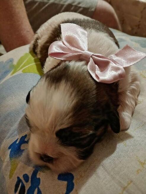 Urocze suczki shih tzu tricolor