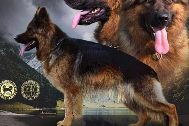 Owczarek Niemiecki Dlugowłosy - szczenięta FCI