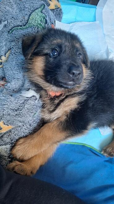 Owczarek niemiecki krótkowłosy szczeniak ZKwP/ FCI - suczka