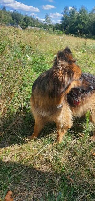 Młody przyjacielski psiak kochający ludzi czeka na domek
