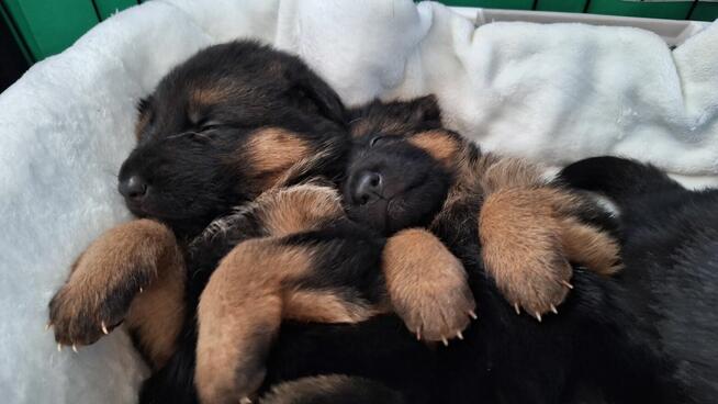 Owczarek niemiecki krótkowłosy szczeniak ZKwP/ FCI - suczka