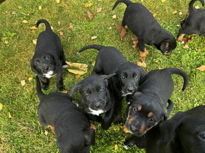 Szczeniaki Polski Gończy