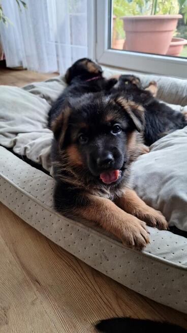 Owczarek niemiecki krótkowłosy szczeniak ZKwP/ FCI - suczka