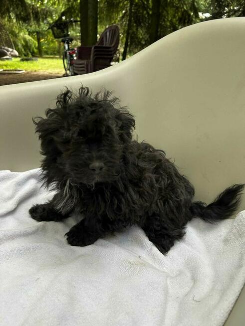 Russkaya Tsvetnaya Bolonka Husar