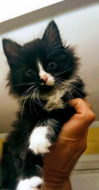 Puchata kotka Norweska