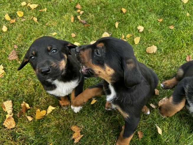 Szczeniaki Polski Gończy