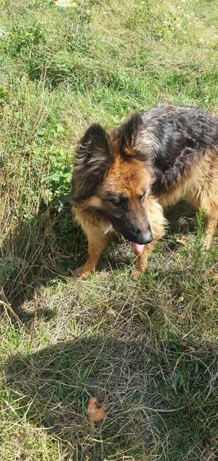 Młody przyjacielski psiak kochający ludzi czeka na domek