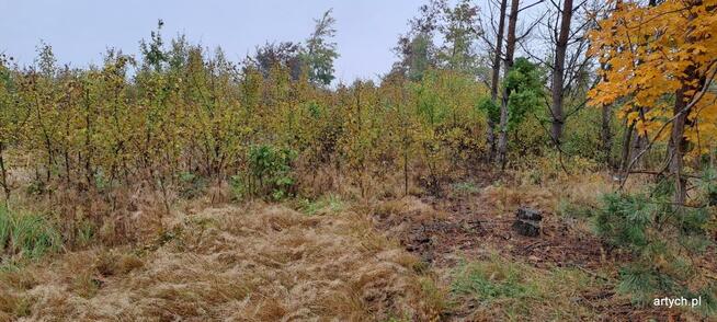 Działka budowlana Kupientyn gm. Sabnie