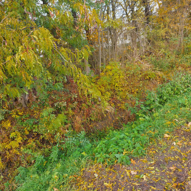 Działka inwestycyjna Nieborów, Aleja Legionów Polskich