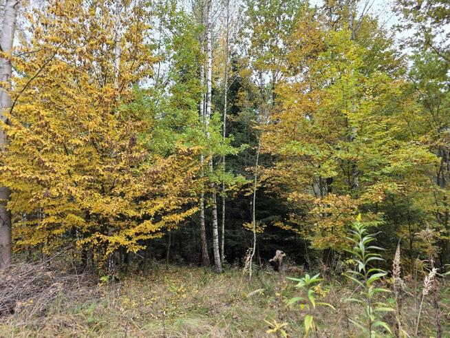 Działka rolna Strzeszyn gm. Biecz