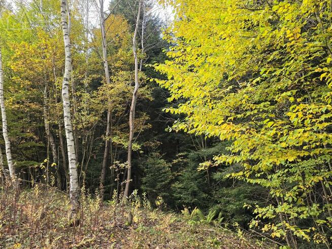 Działka rolna Strzeszyn gm. Biecz