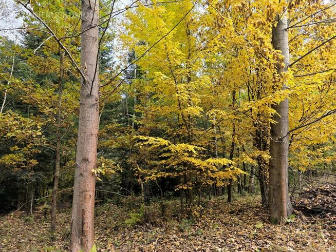Działka rolna Strzeszyn gm. Biecz
