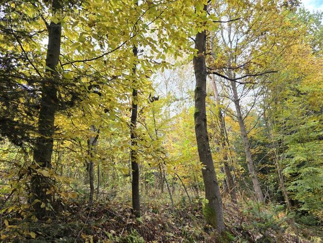 Działka rolna Strzeszyn gm. Biecz