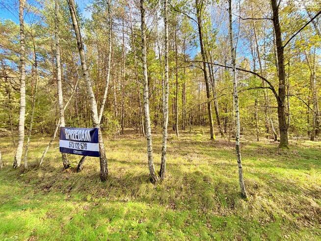 Działka leśna Stary Orzechów gm. Sosnowica