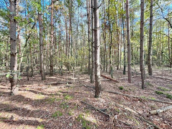 Działka leśna Stary Orzechów gm. Sosnowica