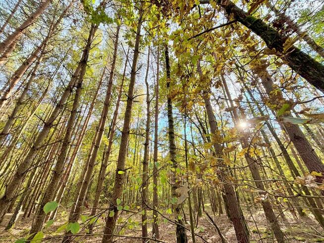Działka leśna Stary Orzechów gm. Sosnowica
