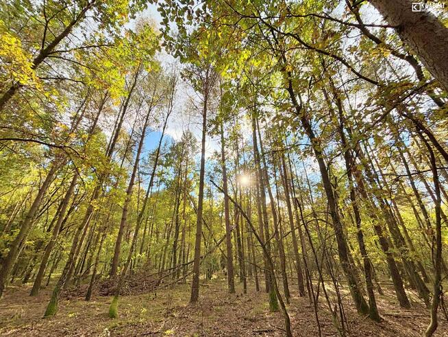 Działka leśna Stary Orzechów gm. Sosnowica