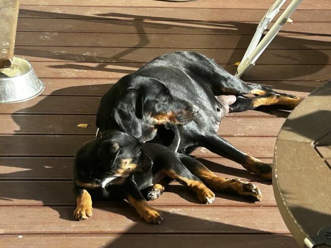 Szczeniaki Polski Gończy