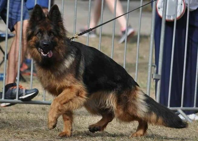 Owczarek Niemiecki Dlugowłosy - szczenięta FCI