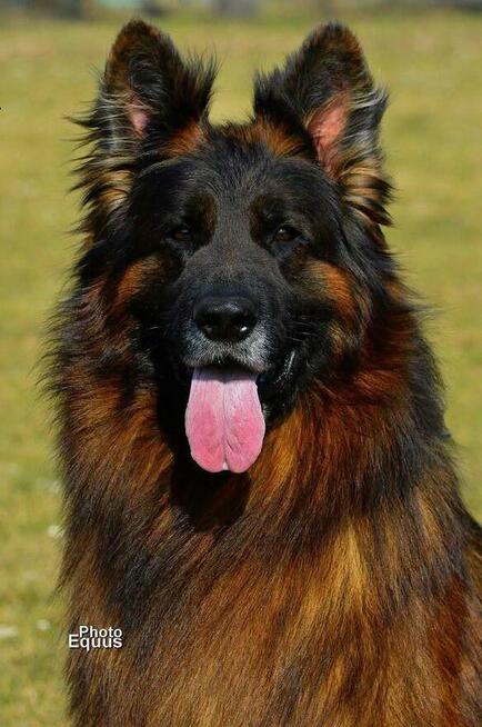 Owczarek Niemiecki Dlugowłosy - szczenięta FCI