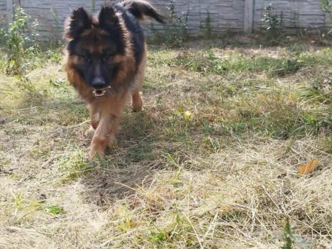 Młody przyjacielski psiak kochający ludzi czeka na domek