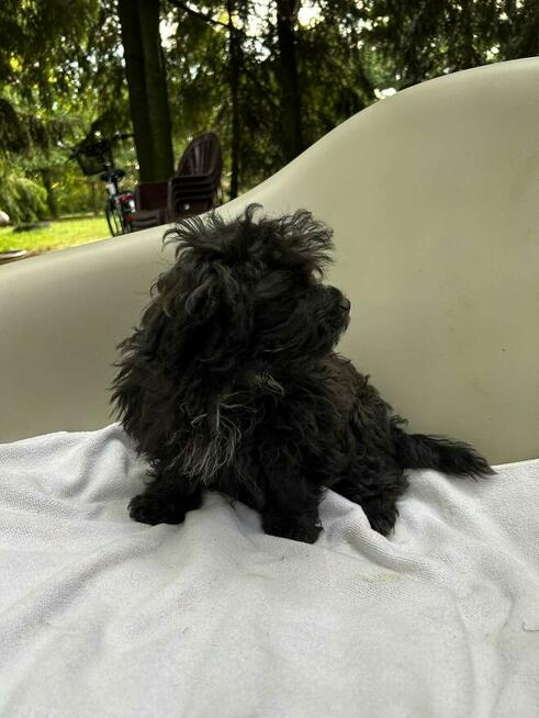 Russkaya Tsvetnaya Bolonka Husar