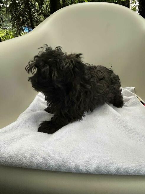 Russkaya Tsvetnaya Bolonka Irokez