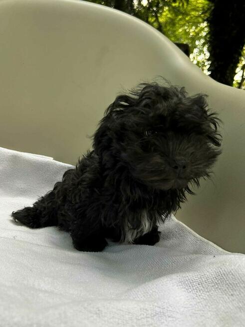 Russkaya Tsvetnaya Bolonka Ice Man