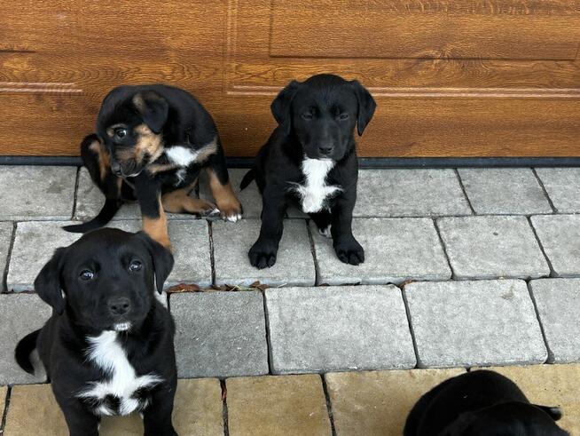 Szczeniaki Polski Gończy