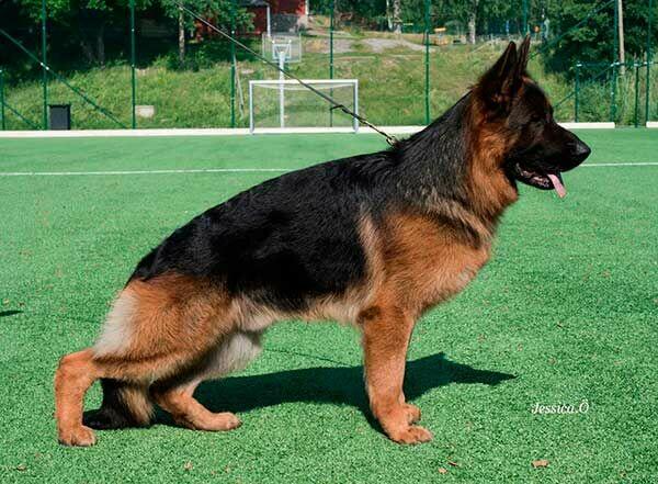 Owczarek niemiecki krótkowłosy szczeniak ZKwP/ FCI - suczka