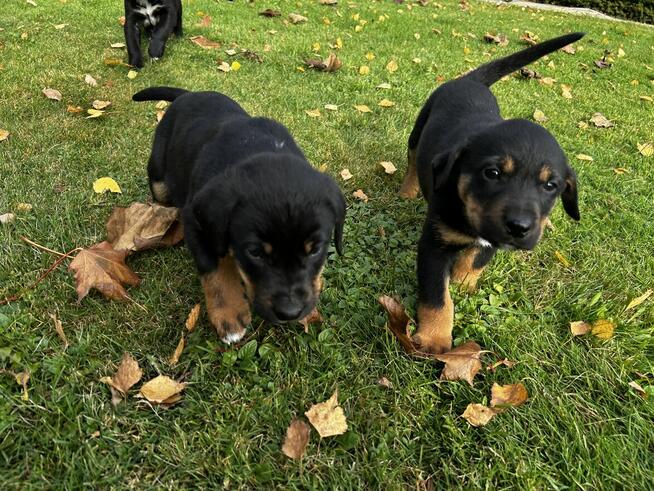 Szczeniaki Polski Gończy