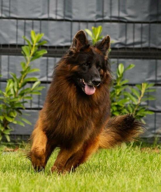 Owczarek Niemiecki Dlugowłosy - szczenięta FCI