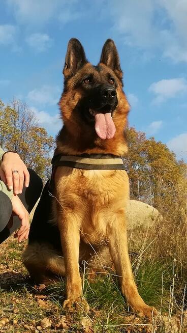 Owczarek niemiecki krótkowłosy szczeniak ZKwP/ FCI - suczka