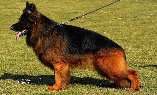 Owczarek Niemiecki Dlugowłosy - szczenięta FCI