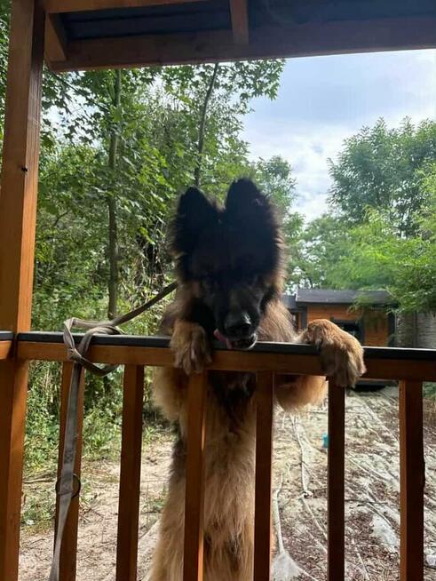 Młody przyjacielski psiak kochający ludzi czeka na domek