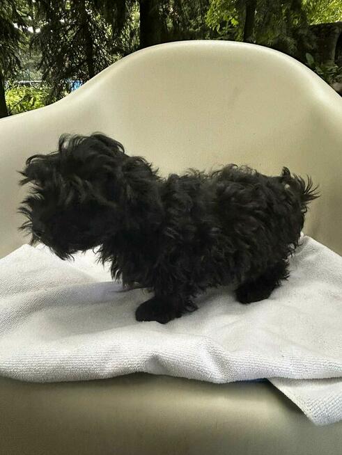 Russkaya Tsvetnaya Bolonka Hetman