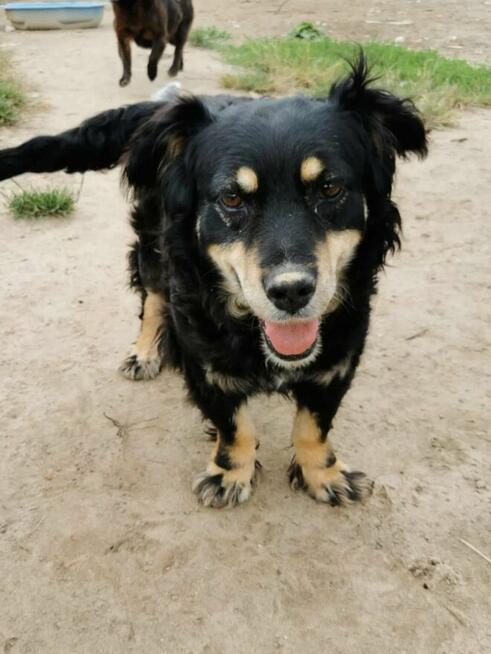 Wandzia proludzka kochana sunieńka poleca się do adopcji