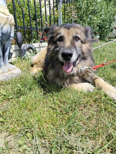 Aron - cudowny, spokojny owczarek szuka domu!